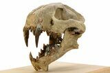 False Saber-Toothed Cat (Dinictis) Skull - South Dakota #356723-1
